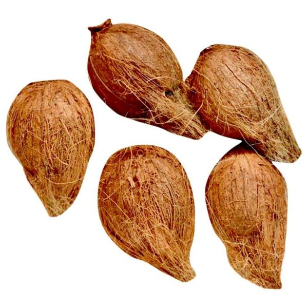 coconut kalash 5 pcs pack approx 1600 g 2000 g product images o590004169 p590049200 0 202203150750