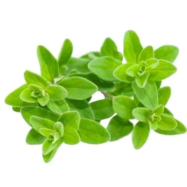 fresh sweet marjoram 10 g product images o590003608 p590362824 0 202203170359