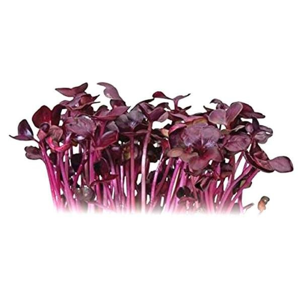 microgreen red radish 50 g pack product images o590008010 p590008010 0 202203151950