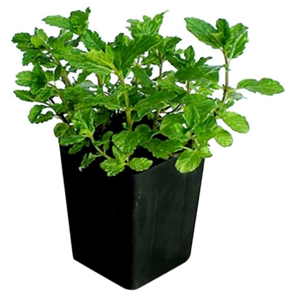 potted herbs assorted mint each product images o590008025 p590362830 0 202203170833