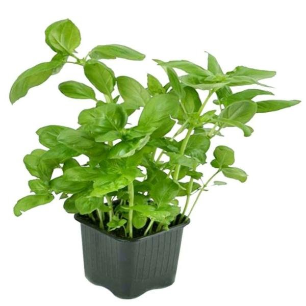 potted herbs basil each product images o590008019 p590362829 0 202203150758