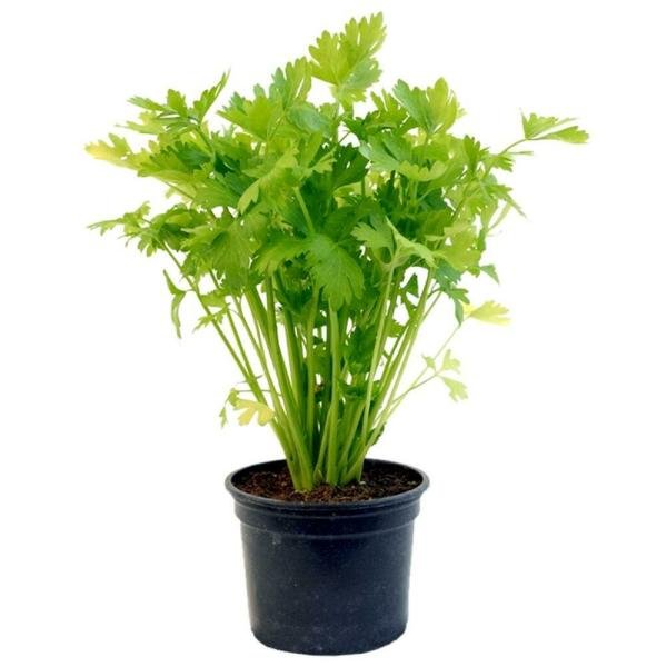 potted herbs celery each product images o590008024 p590362831 0 202203170742