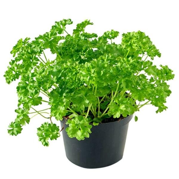 potted herbs parsley curled flat each product images o590008022 p590362833 0 202203151013