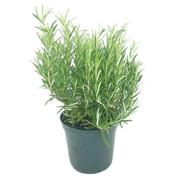 potted herbs rosemary each product images o590008018 p590362834 0 202203150707