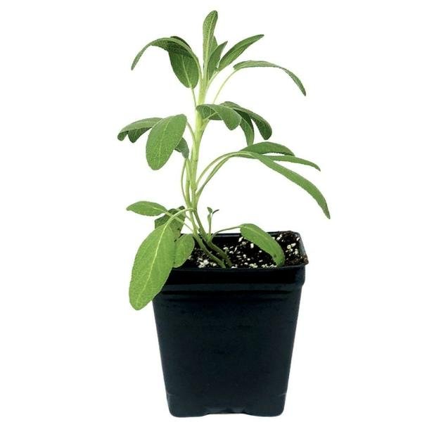 potted herbs sage each product images o590008023 p590362835 0 202203170318