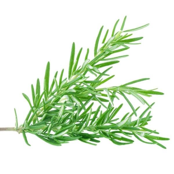 rosemary 10 g product images o590003606 p590362822 0 202203150616