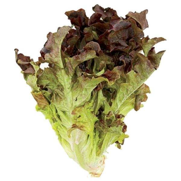 trikaya lettuce red oak 250 g product images o590009681 p590364601 0 202204291052