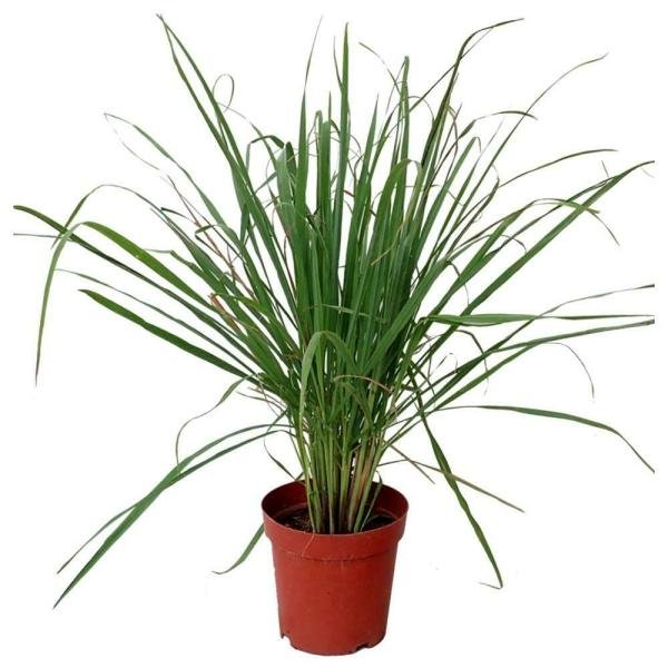 trikaya potted herbs lemon grass product images o590009739 p590364659 0 202206011141