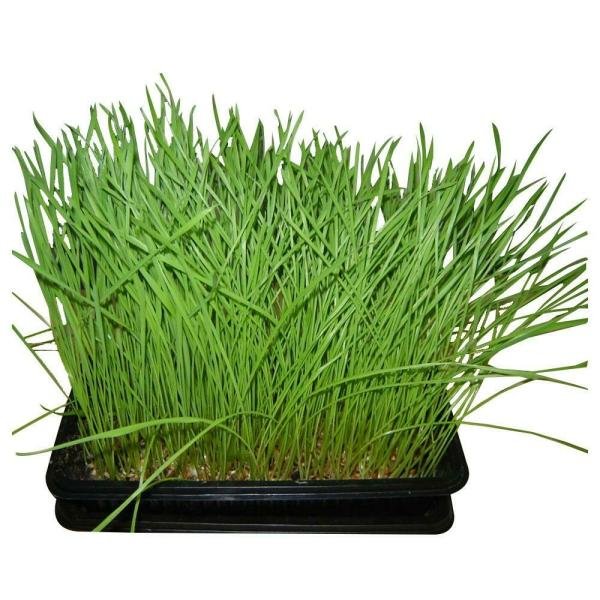 trikaya potted herbs wheatgrass product images o590009740 p590364660 0 202206011141