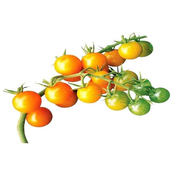 trikaya sun peach tomato 250 g product images o590009728 p590364648 0 202206011141